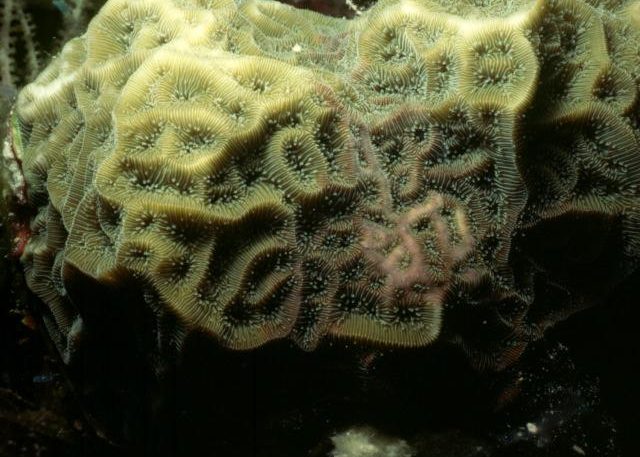 Mottled Pitted Coral